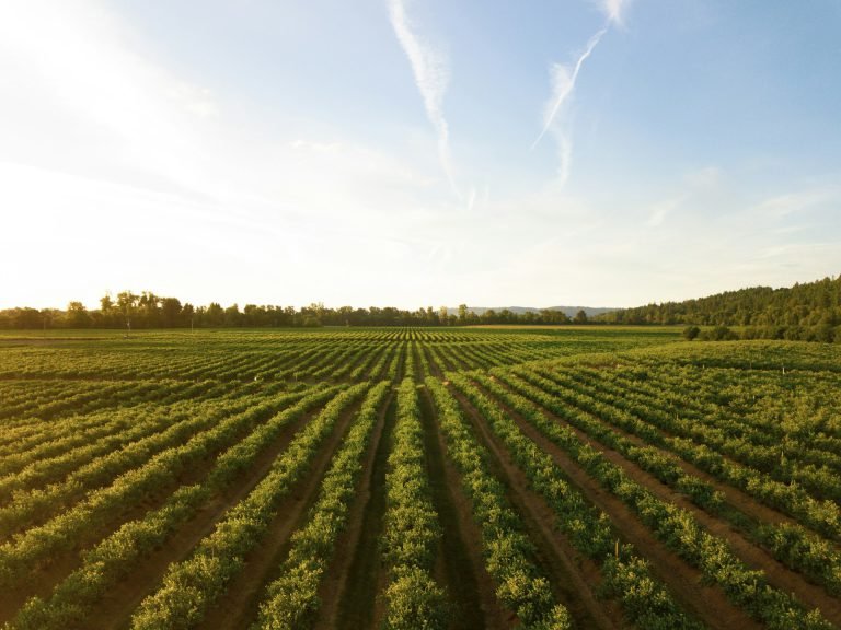 Rows of green crops in a field